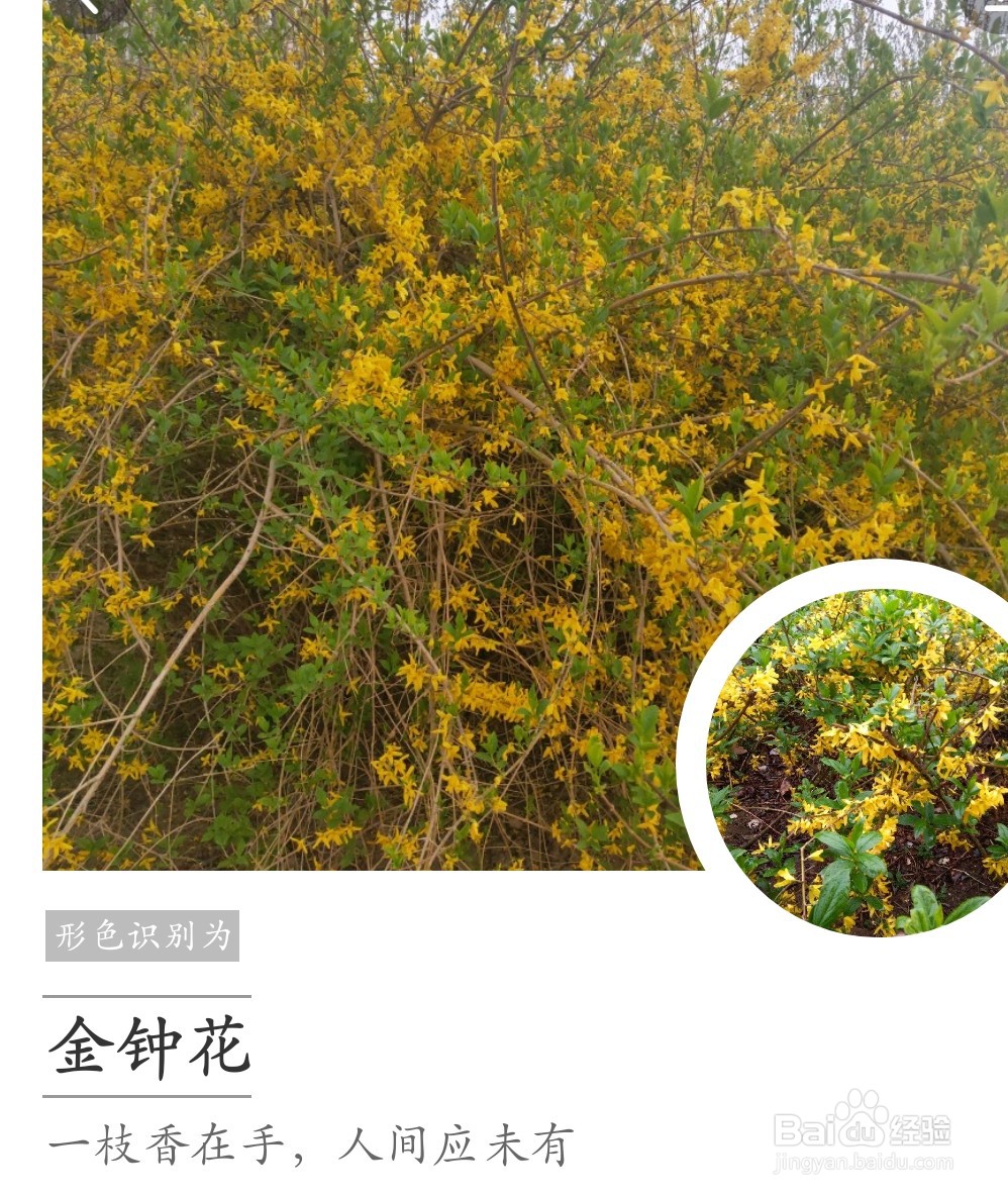 认识植物名字的方法