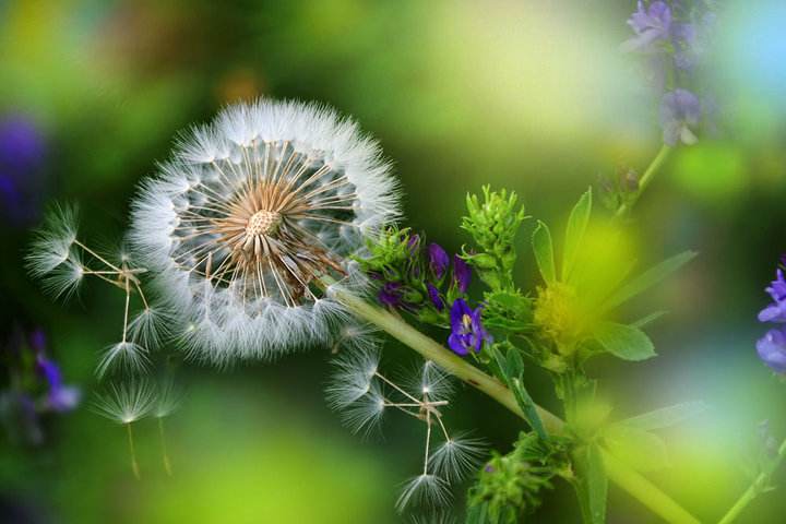 蒲公英有几种颜色花语是什么