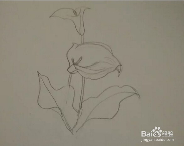 简笔画报花名：[8]马蹄莲画法