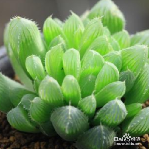 姬玉露的养殖方法