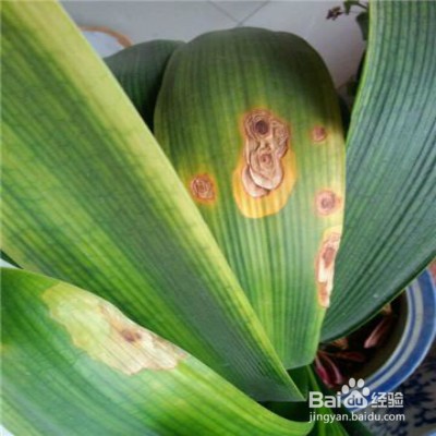 植物叶子发黄怎么办