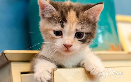 猫眼睛里进毛了怎么办