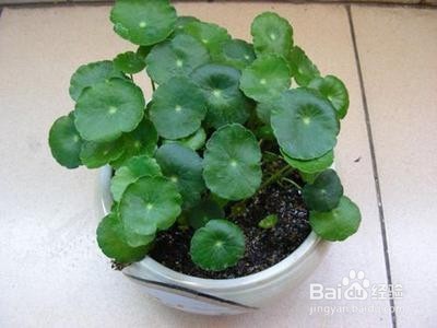 铜钱草的养殖及在家装中的应用