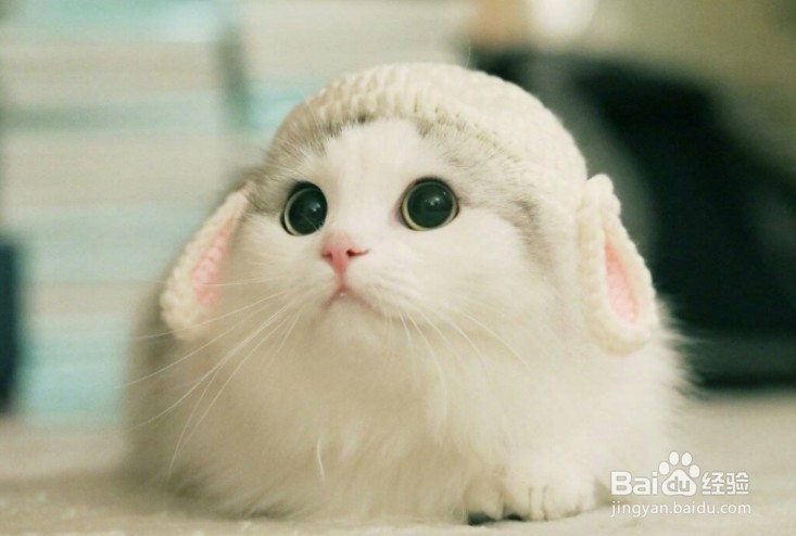 怎么判断是不是猫藓?