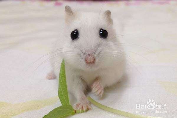 怎么能让仓鼠不打架?