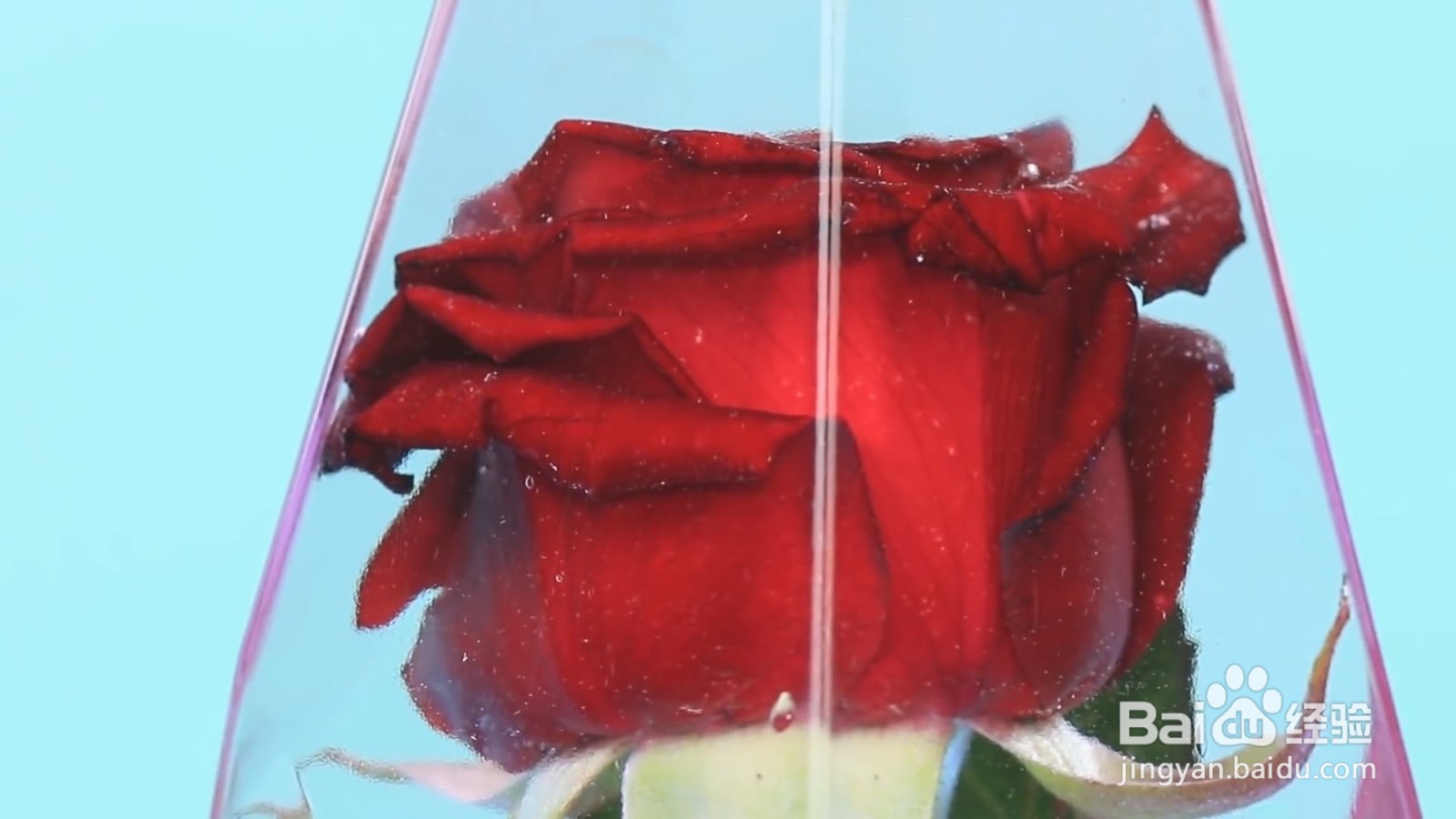怎样制作会漂浮的玫瑰花？
