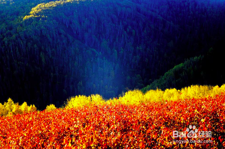 国庆十一塞罕坝旅游攻略