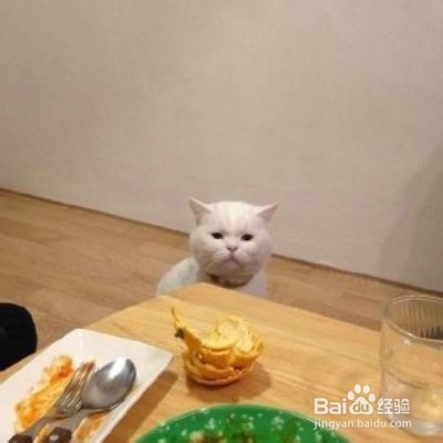 猫咪不听话怎么办