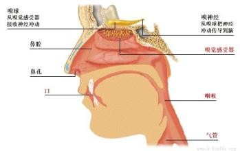 带你正确认识口臭？