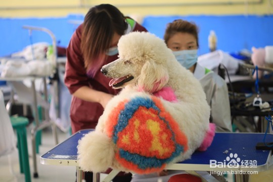 专业的宠物美容师如何修成的