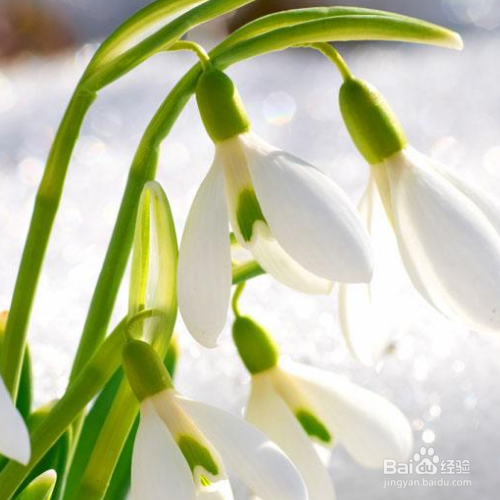 雪滴花怎么养长得好