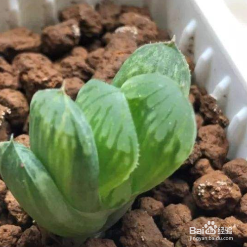 玉露长出侧芽后的处理方法？