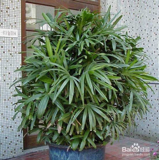 14种植物放入室内的奇异功效----一定要看哟