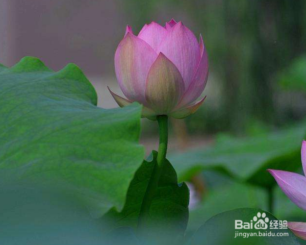 荷花怎么养殖？