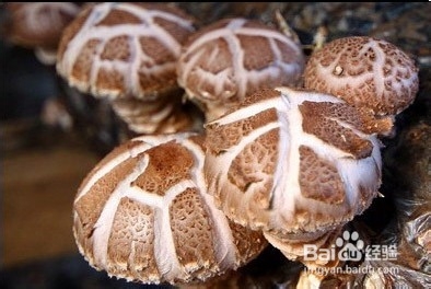 10种食物补足女性气血