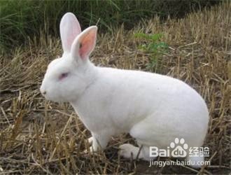中国白兔怎么养