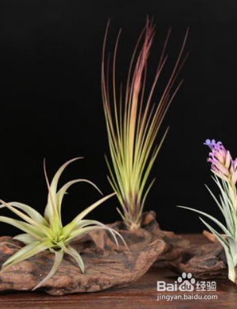 草本植物空气凤梨怎么护理？