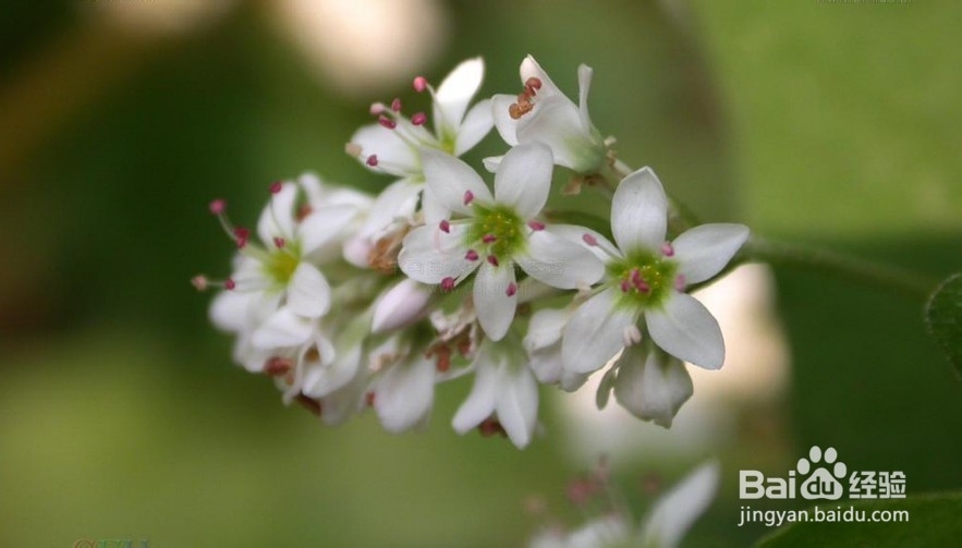 怎样栽培金荞麦