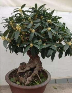 四季桂盆景的制作与养护技巧