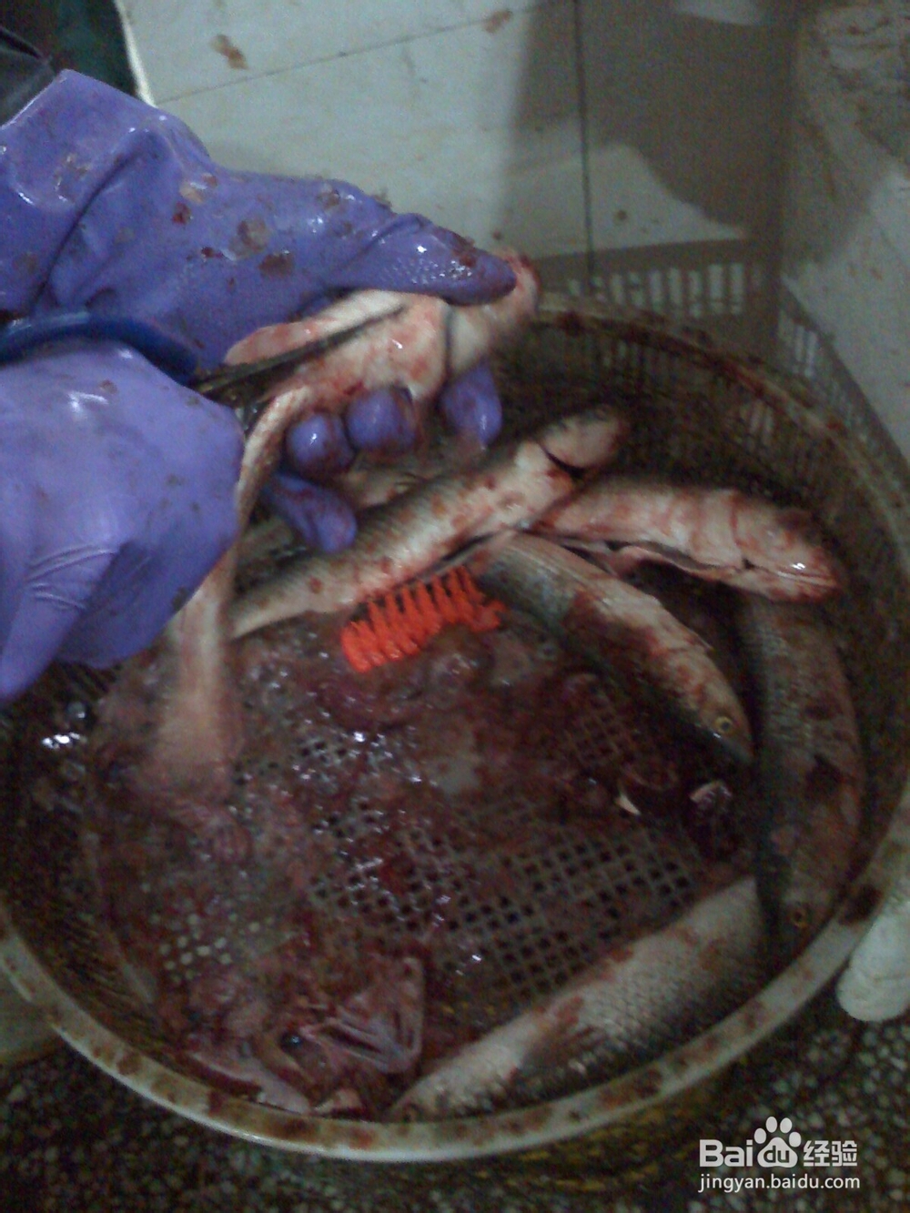 谈谈年轻的爸爸妈妈告诉孩子过年趣事--收拾鲜鱼