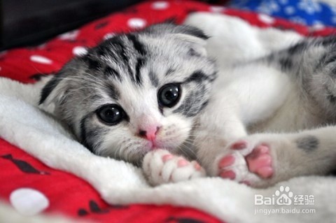 揭秘为何不能碰猫咪的肉垫！