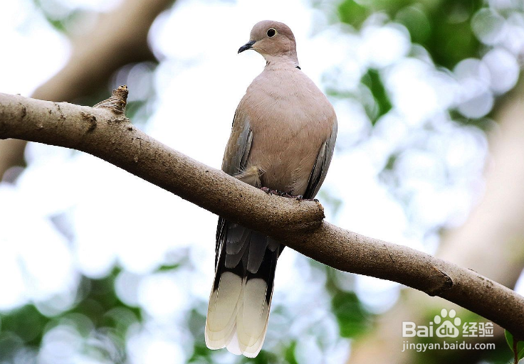 怎样让灰斑鸠 不吵