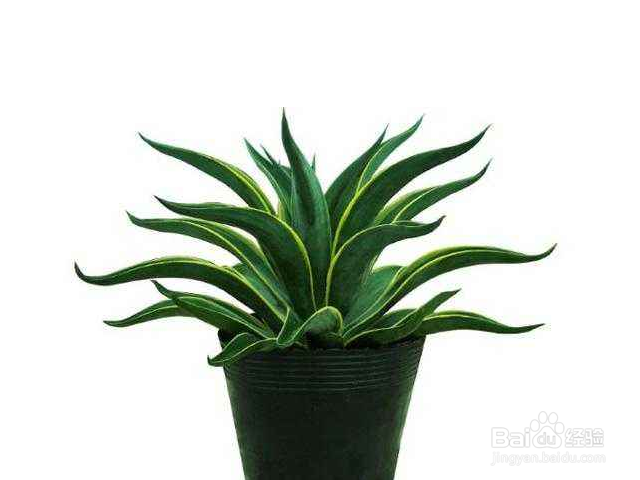 金边龙舌兰一般会长哪些害虫？