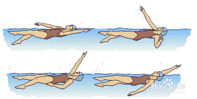 仰泳的正确姿势图片