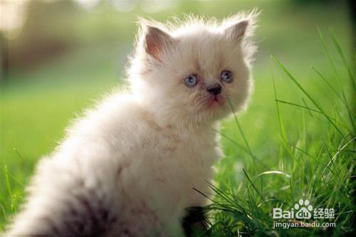 猫咪有哪些常见的疾病？应该怎么处理