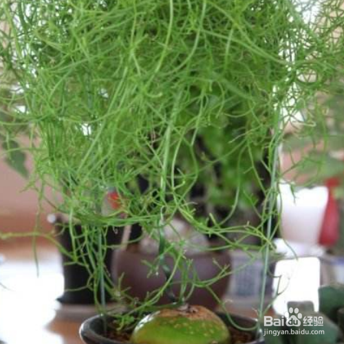 大苍角殿的养殖技巧和注意事项