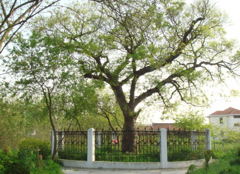 平安树是什么