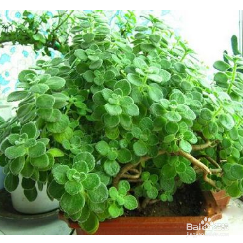 养殖碰碰香的方法有哪些？