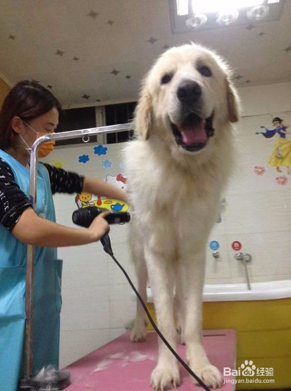 宠物狗狗美容保养详细过程及方法