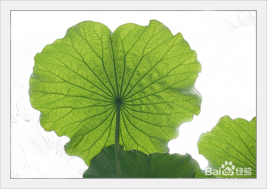 中药减肥：[11]五种中药让女人有效减肥