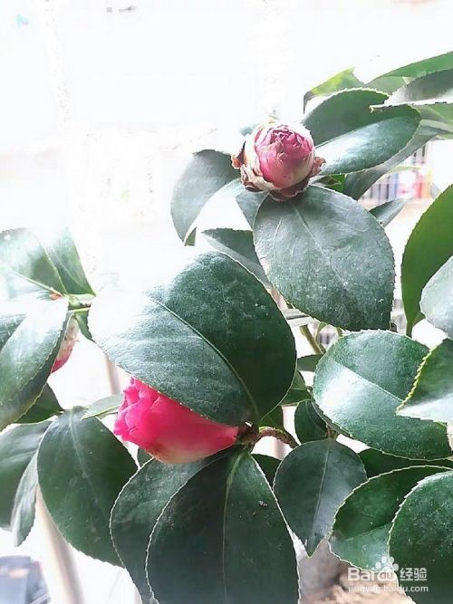 茶花修剪时间和方法 百度经验 茶花修剪时间和方法 百度经验