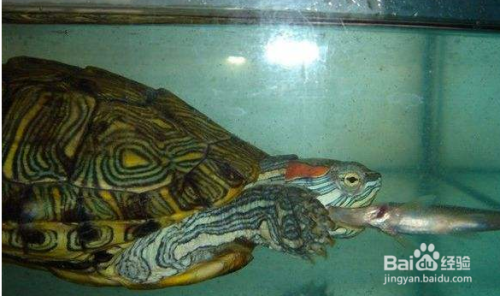 巴西龟怎么拼命往外爬也不吃东西怎么办