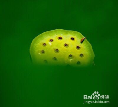 拍荷花的思路