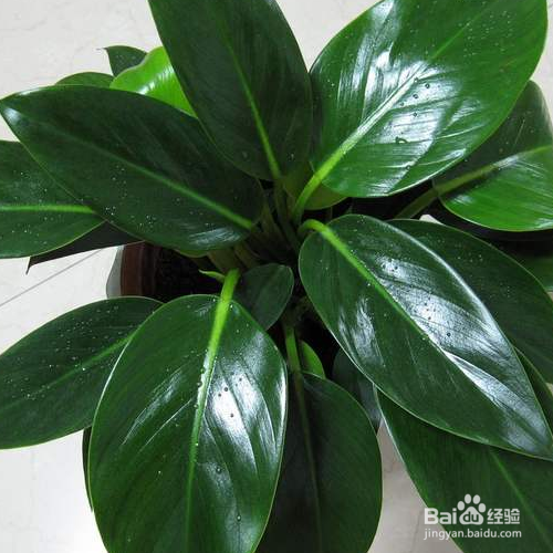 家里养的金钻叶子为什么变成外卷了？