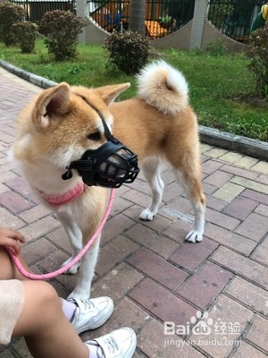 宠物狗口罩使用方法