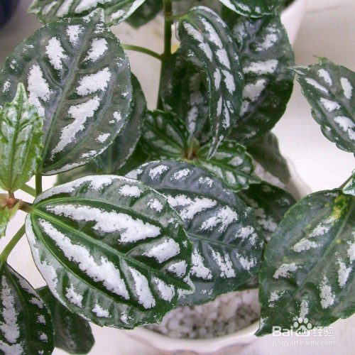 冷水花怎么养？