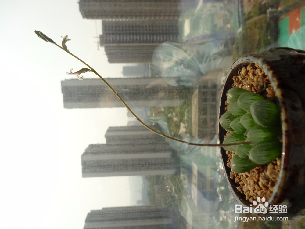 如何把玉露种的美美的，玉露如何开花