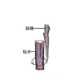 仙人掌怎么嫁接