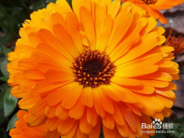 金盏菊叶子为什么会发黄?