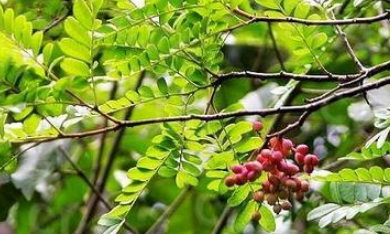 清香木和花椒木怎么区分