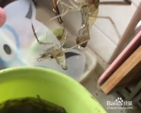 新手简单做油爆小河虾