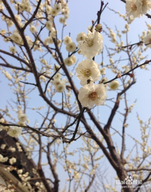 腊梅与南天竹的品种与习性 百度经验