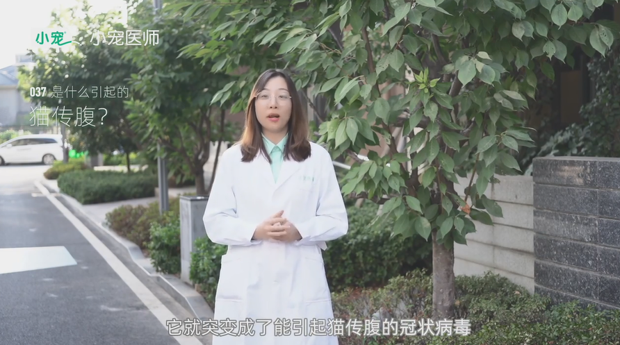 猫传腹是什么引起的