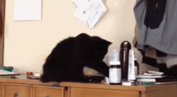 猫咪不惜被骂打翻东西的真正原因,好心酸!