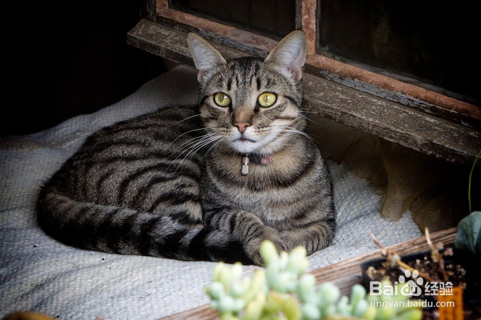 应对猫的泌尿问题