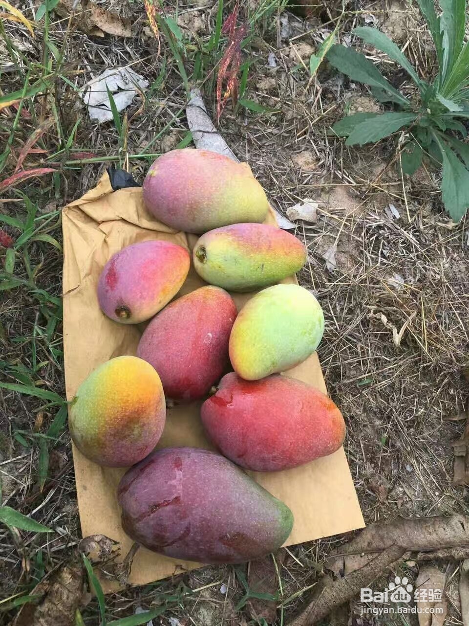 芒果烘干机芒果片烘干机使用技巧